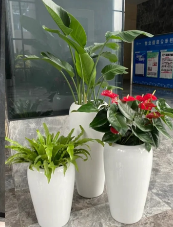 杭州湾花木租赁价格九条建议，少走弯路